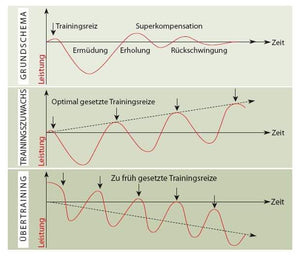 Mythen um das Thema Regeneration